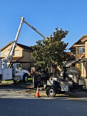 Can a Tree Damage Your House Foundation in the Bronx? Hidden Risks Every Homeowner Should Know